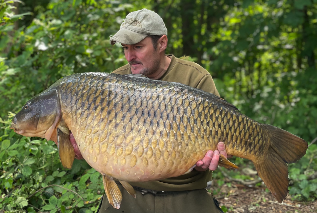 Huge Carp caught with Prime Baits Bait primed and ready bait for fishing in UK lakes in England located in Devon Plymouth