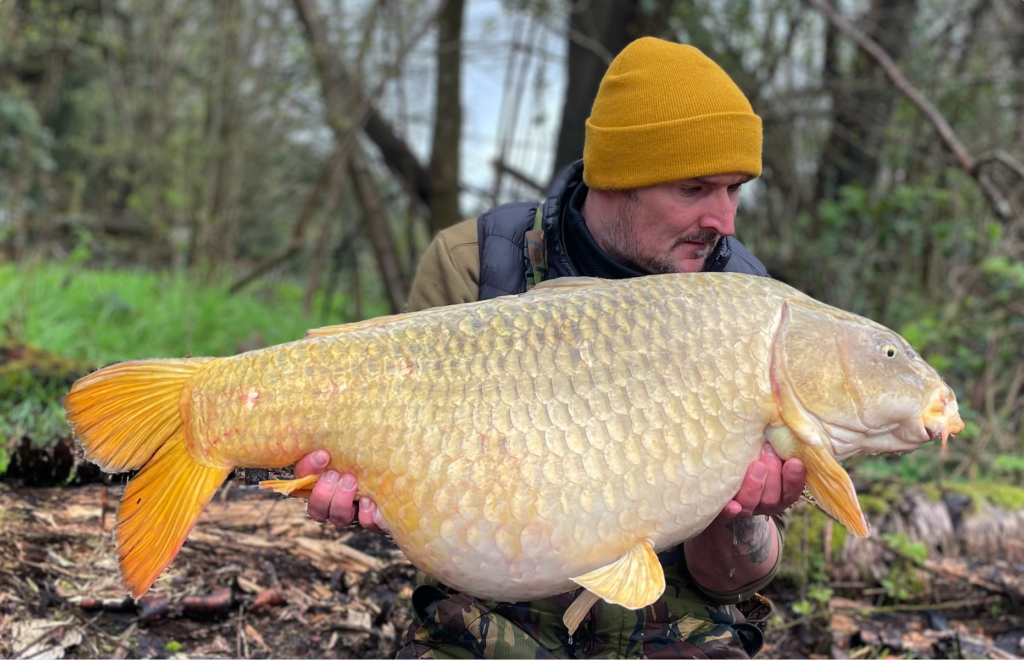 Large Carp caught with Prime Baits Bait primed and ready bait for fishing in UK lakes in England located in Devon Plymouth